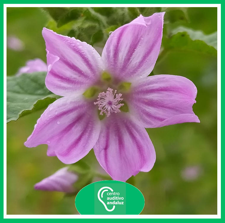 En Estepona disfrutarás de la primavera con tus audífonos