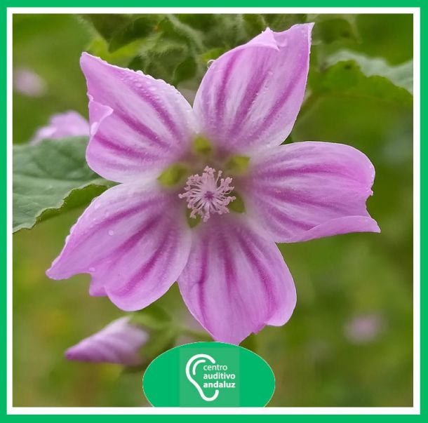 En Estepona disfrutarás de la primavera con tus audífonos